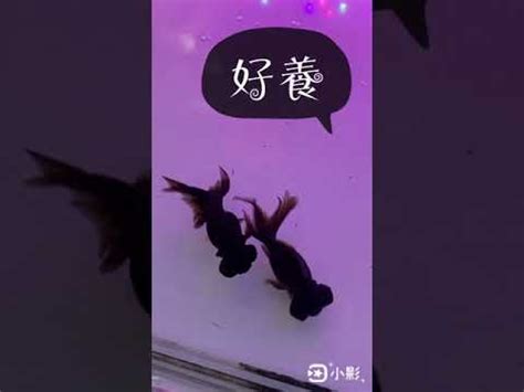 黑色黑牡丹金魚|黑牡丹金魚養殖秘笈